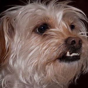 Meet your Posher, Mary